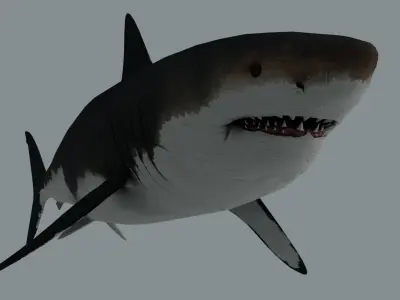 Megalodon Shark Low-poly 3D model