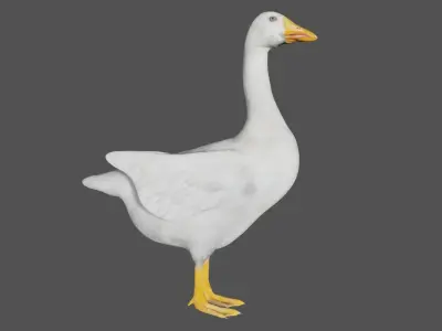 Canadian Goose  3D model
