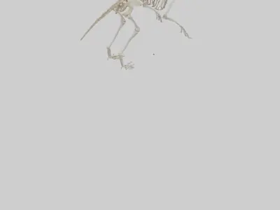 Deltadromeus Skeleton model Low-poly 3D model