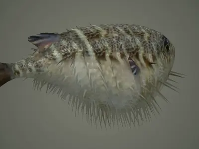 Sealife  Puffer fish Sealife - Puffer fish sea ocean fish  3D model