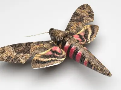 Moth Insect 3D model