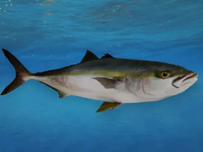 Yellowtail Amberjack Animated 3D model