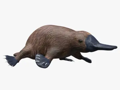 Platypus koala Low-poly 3D model