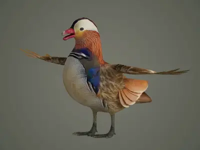 bird duck mandarin colorful beautiful nature animal 3D model