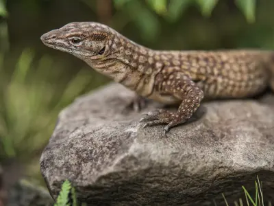 Ackie Monitor Lizard Reaistic 3D model  Rigged and Animated  Low-poly 3D model