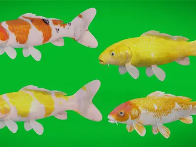 Nishikigoi Koi Fish Low-poly 3D model