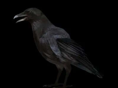 American Crow Bird Low-poly 3D model