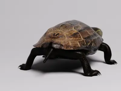 Realistic Turtle high res 3D model 3D model
