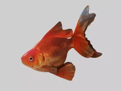 Goldfish animation  Low-poly 3D model