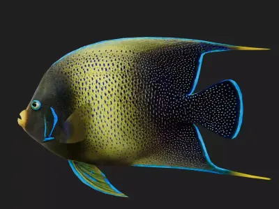 Angelfish Low-poly 3D model