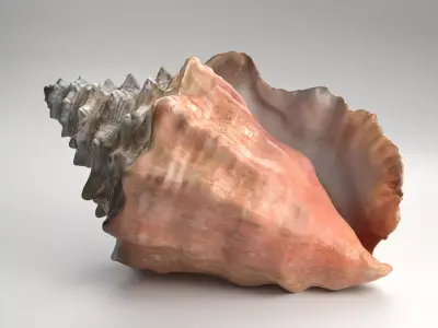 Shell Strombus 3D Model 3D model