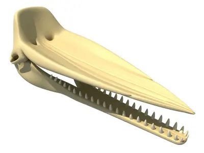 Sperm Whale Skull 3D model