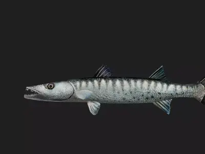 Barracuda Low-poly 3D model