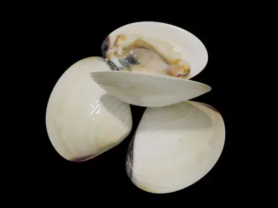 White clams Low-poly 3D model