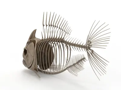 Piranha fish skeleton 3D model