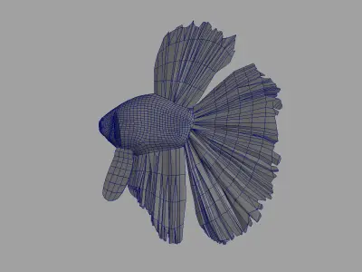betta splendens 3d model 3D model