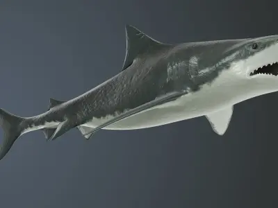 Tiger Shark Low-poly 3D model Low-poly 3D model