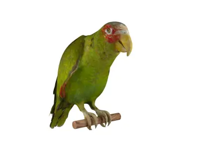 Parrot perched on branch 3D model