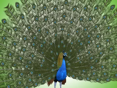 Peacock Rig Low-poly 3D model