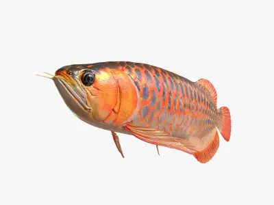 Arowana fish Low-poly 3D model