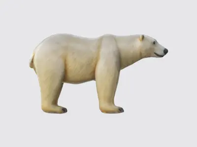 A large white polar bear standing  3D model