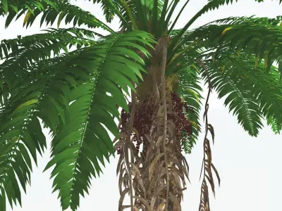 EVERYPlant African Oil Palm 2 --16 Models-- 3D model