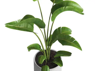indoor plant 032 3D model