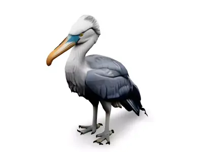 Realistic Shoebill Stork 3D Model Low-poly 3D model