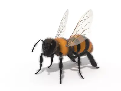 Bee Insect 3D model  3D model