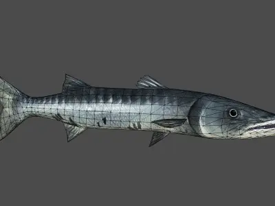 Barracuda fish Low-poly 3D model