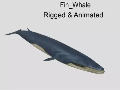 Fin-Whale Animated Low-poly Low-poly 3D model