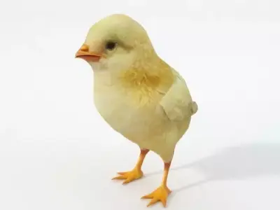 Little Chicken Low-poly 3D model