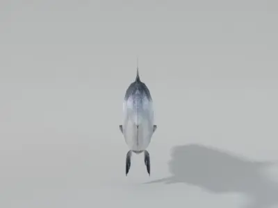 Salmon Fish Low-poly 3D model