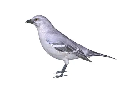 Mocking bird Low-poly 3D model