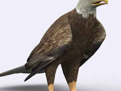 3DRT - Birds and Critters Low-poly 3D model