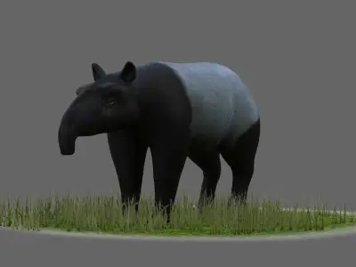 Lowland tapir Tapirus terrestris South tapir 3D model