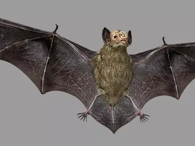 Bat animation Low-poly 3D model