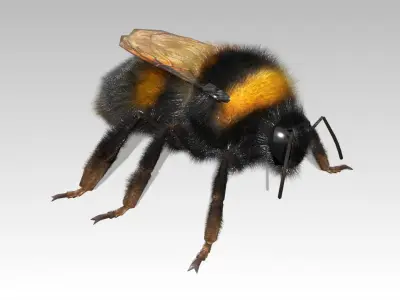 Bumblebee with wings Low-poly 3D model