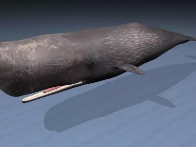 Sperm Whale - Physeter Macrocephalus - Adult Male - Textured -  3D model