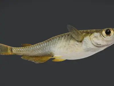 Rice Fish Animated 3D model