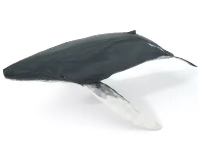 Whale Low-poly 3D model