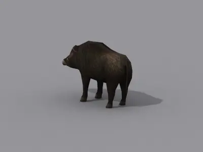 a boar wild Free 3D model