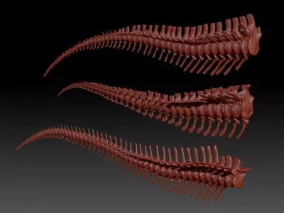 Dinosaur Spinosaurus Tyrannosaurus Giganotosaurus Tail Skeletons 3D model
