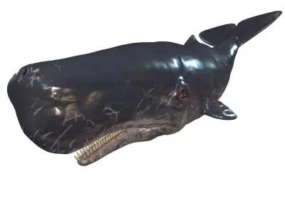 WHALE Sperm Whale Moby Dick 3D model