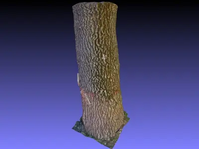 PART OF TREE Free 3D model