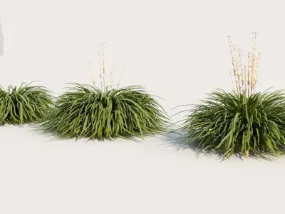 Hakonechloa macra a 3D model
