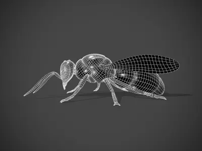 Cuckoo Wasp Low-poly 3D model