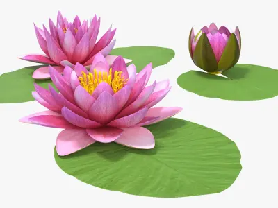 Nymphaea Siam Purple Leaf Set 3D model