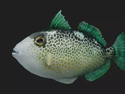 Triggerfish Low-poly 3D model
