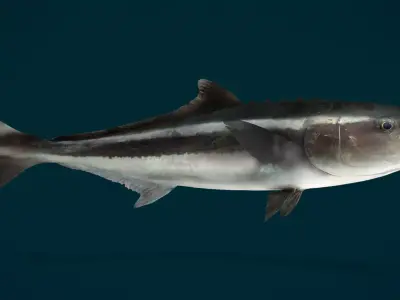 Cobia Fish Animated 3D model